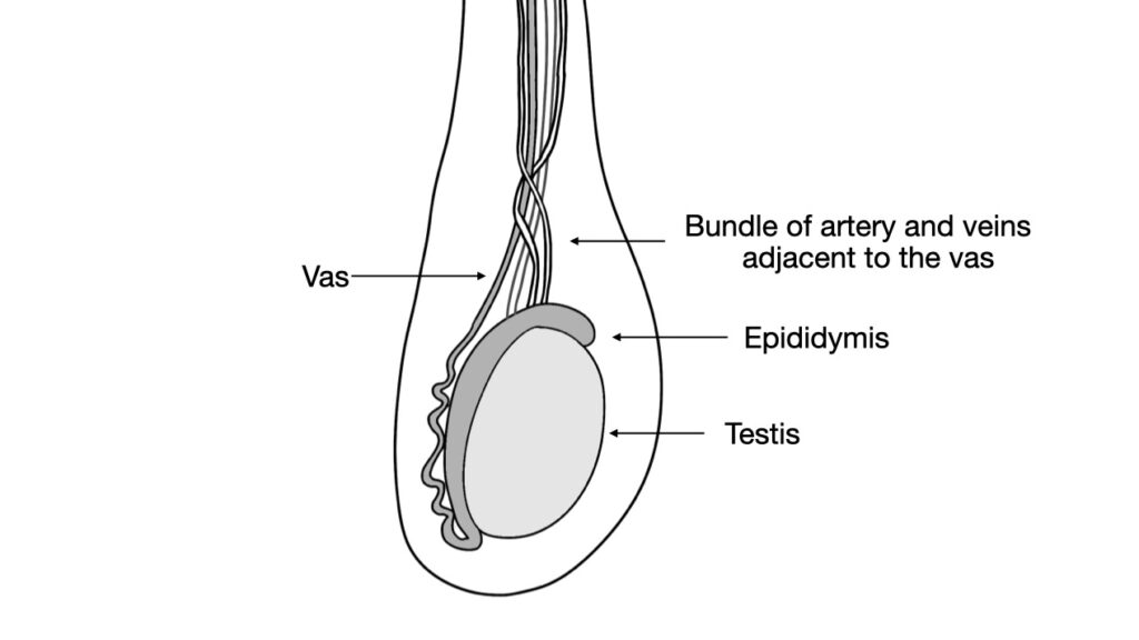 testis with epididymis and vas deferens and artery and veins - John Curington MD