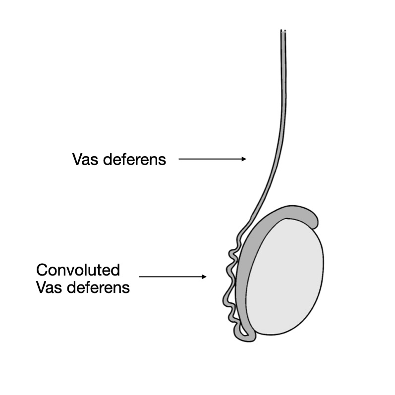 diagram of convoluted vas deferens