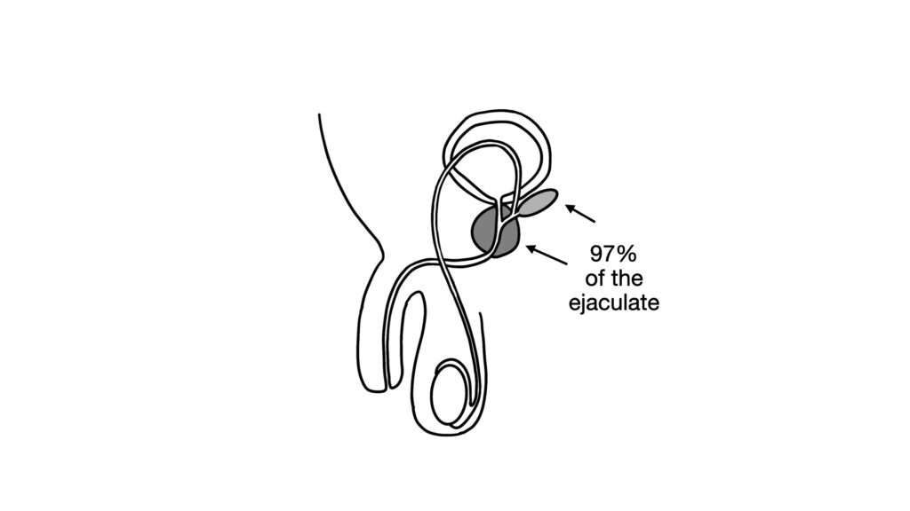 diagram of prostate and seminal vesicle showing percentage of ejaculate - John Curington MD