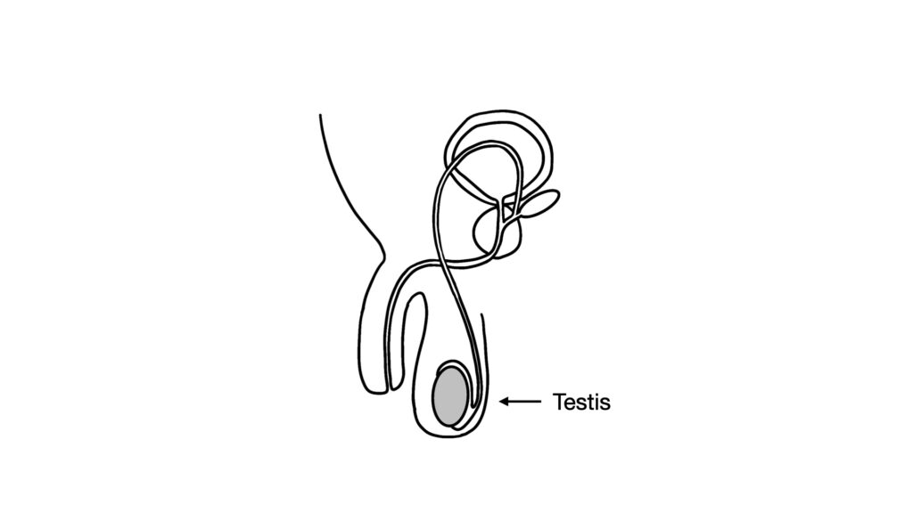 diagram of testis - John Curington MD