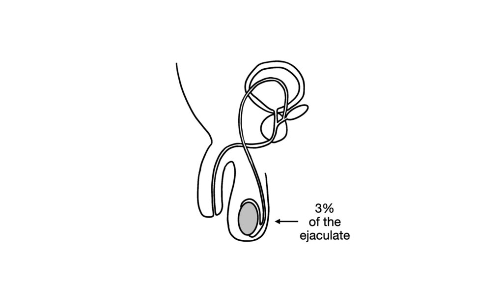diagram of testis showing percentage of ejaculation - John Curington MD
