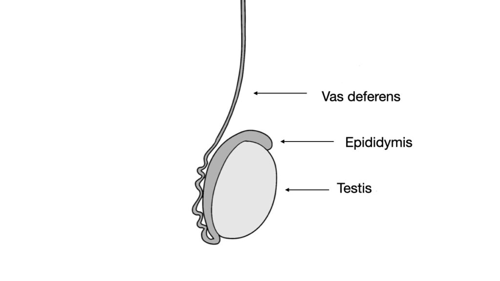 testis with epididymis and vas deferens - John Curington MD