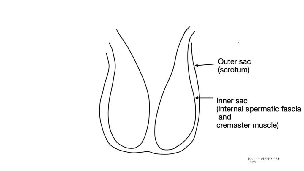 diagram of spermatic fascia within scrotum - John Curington MD