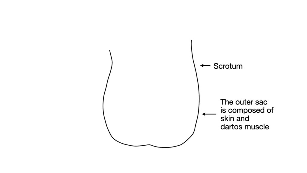diagram of outer layers of scrotum - John Curington MD