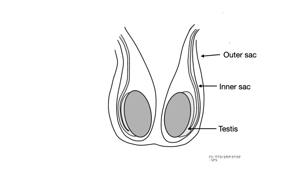 diagram of testis within outer sac and inner sac of scrotum - John Curington MD