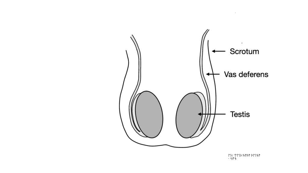 diagram of testis and vas deferens within scrotum - John Curington MD