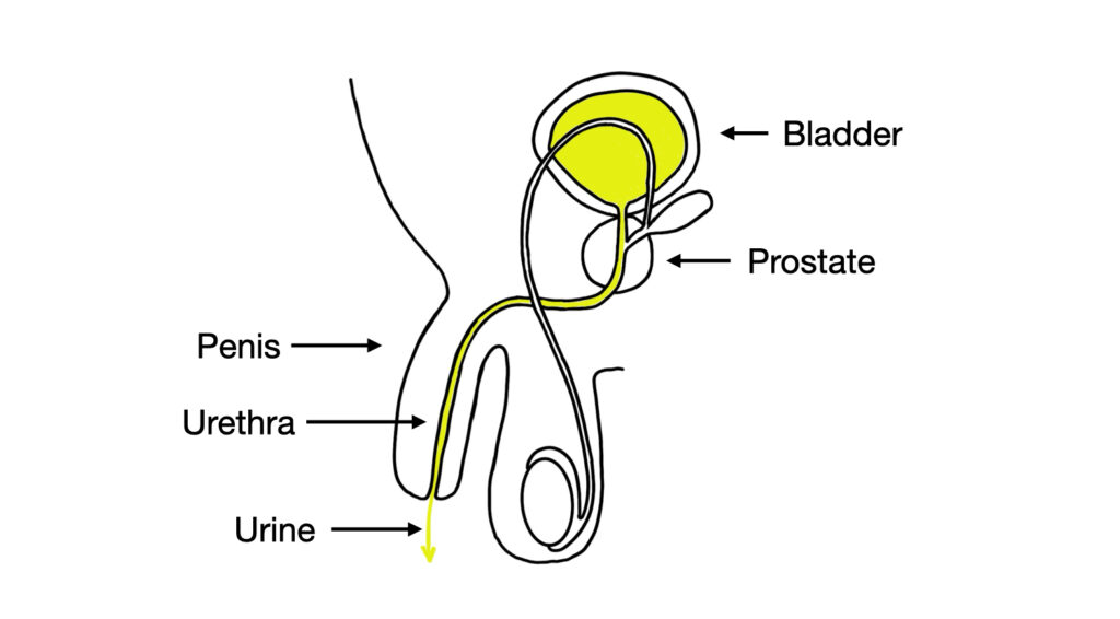 urine from the bladder - John Curington MD